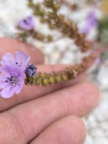 Phacelia calthifolia, photograph 5