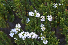Veronica canterburiensis