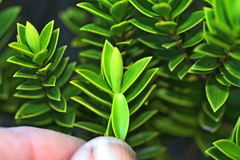 Veronica canterburiensis