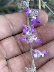 Dalea pulchra