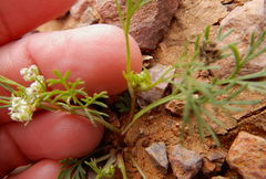 Spermolepis lateriflora