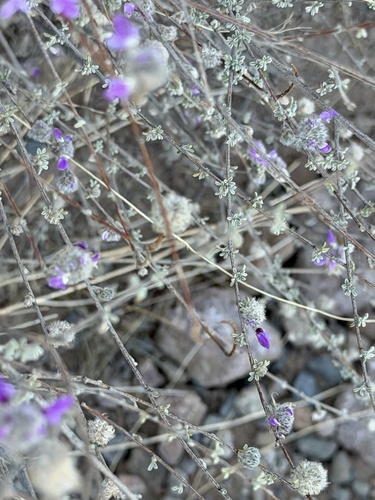 Dalea pulchra, photograph 4