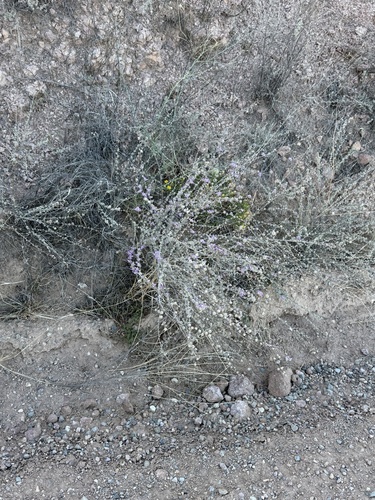 Dalea pulchra, photograph 6
