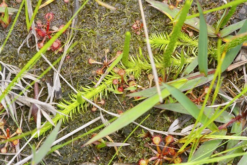 Lycopodiella appressa