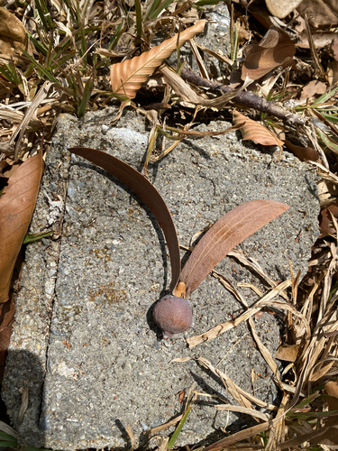 Dipterocarpus obtusifolius
