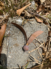 Dipterocarpus obtusifolius, photograph (c) smathichong, some rights reserved (CC BY)