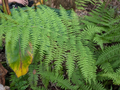 Athyrium microphyllum