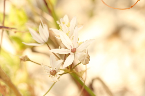 Allium trifoliatum, photograph 1