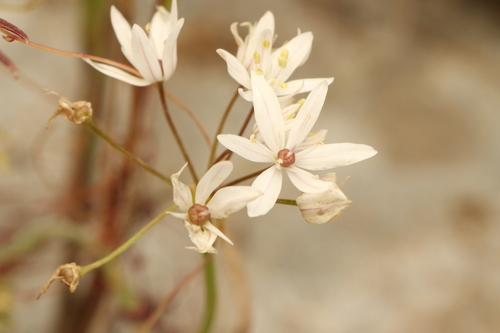 Allium trifoliatum, photograph 2