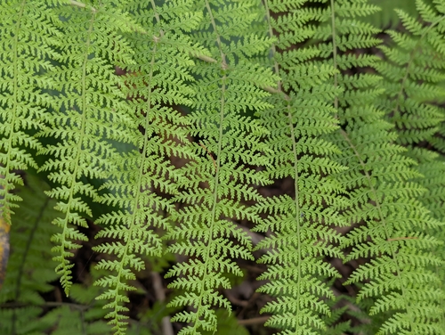 Athyrium microphyllum, photograph 1