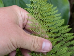 Athyrium microphyllum, photograph author not stated, no rights reserved