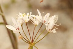 Allium trifoliatum