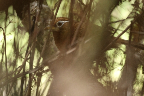 Garrulax canorus observed 2026-05-05