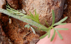 Spermolepis lateriflora