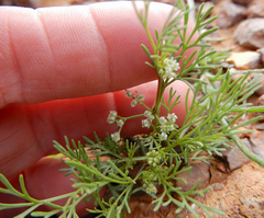 Spermolepis lateriflora