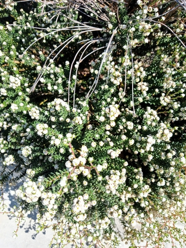 Phylica ericoides, photograph 6