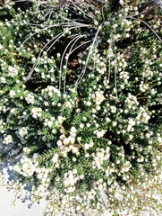 Phylica ericoides, photograph (c) Stephen Smuts, some rights reserved (CC BY-SA)