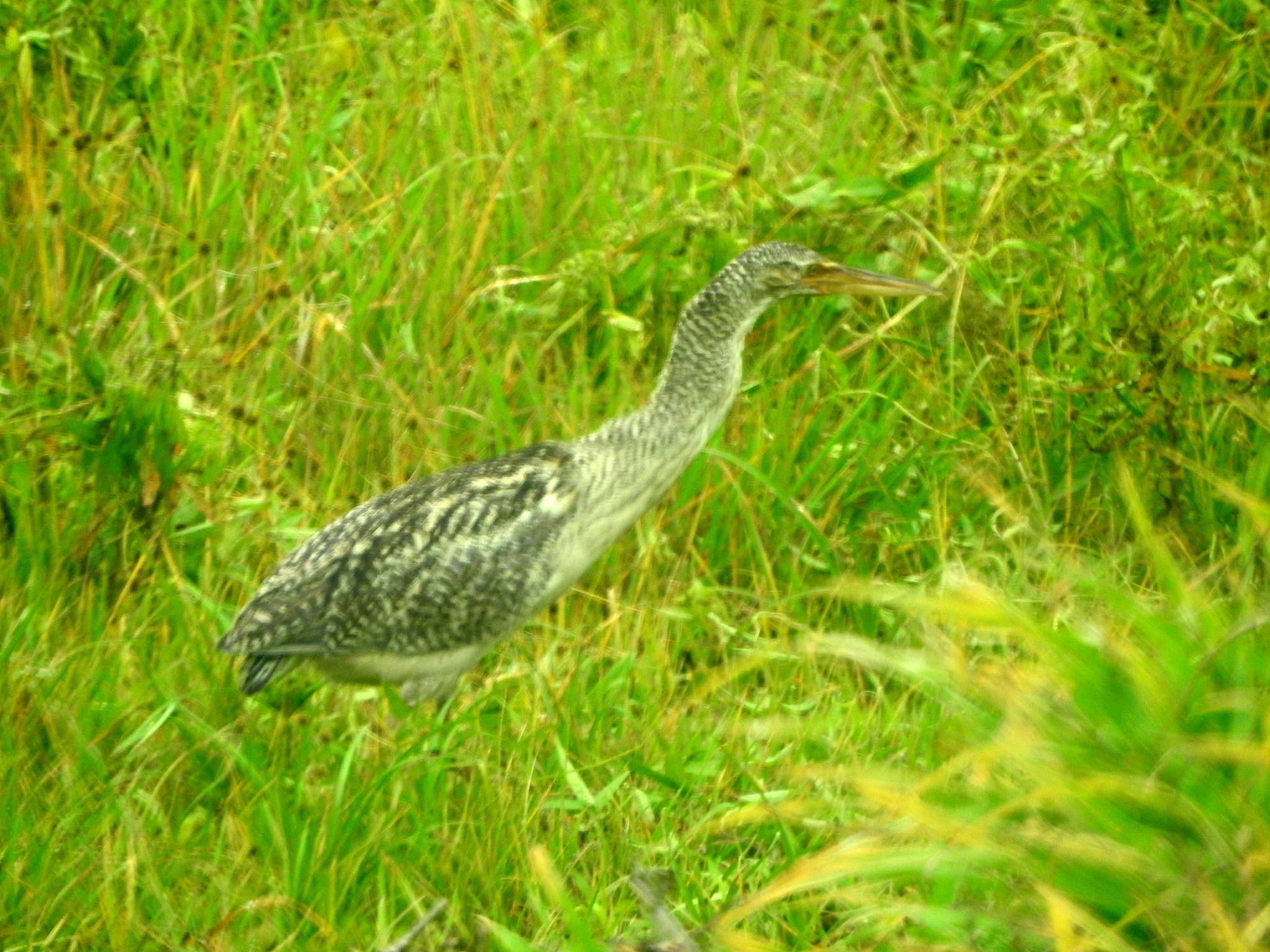 Pinnated Bittern (Botaurus pinnatus), photo 4