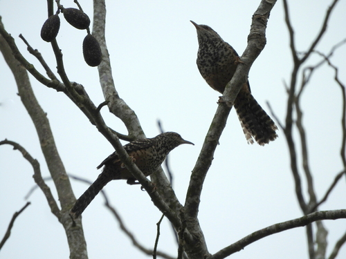 Band-backed Wren (Campylorhynchus zonatus), photo 6