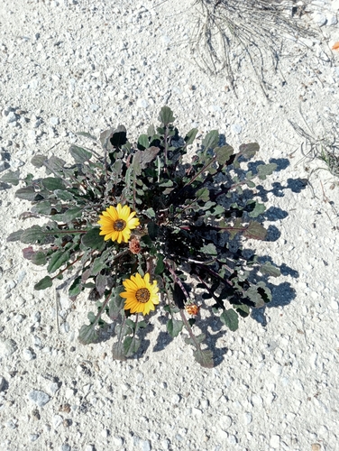 Arctotis acaulis, photograph 5