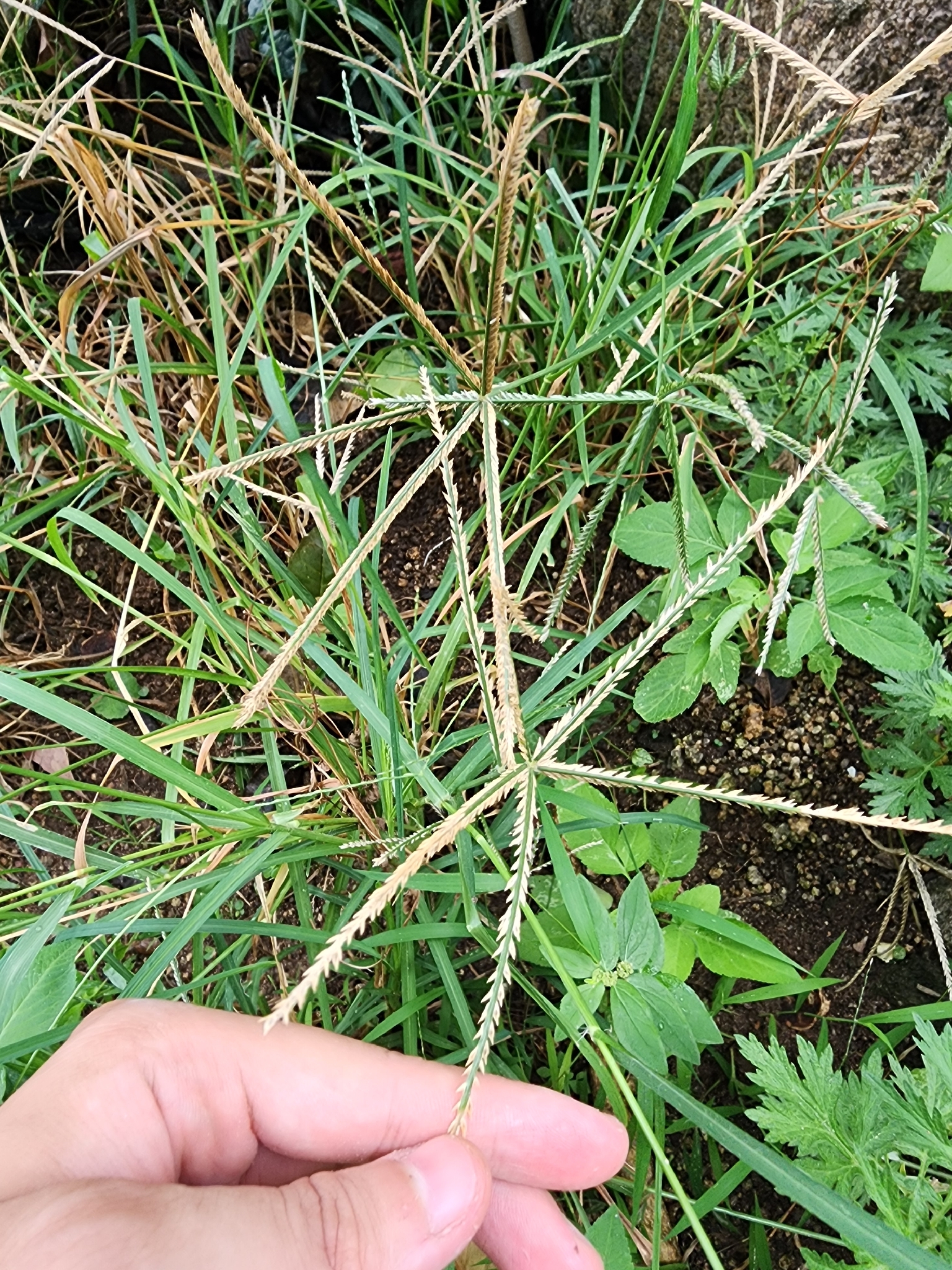 Eleusine indica — ảnh 2