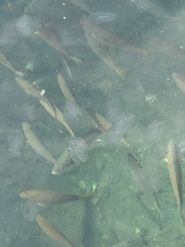 Sarpa salpa