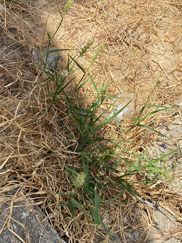 Southern Sandbur
