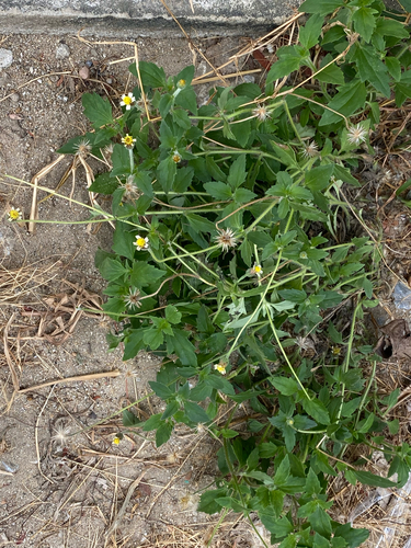 Tridax Daisy