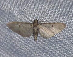 Eupithecia bolterii