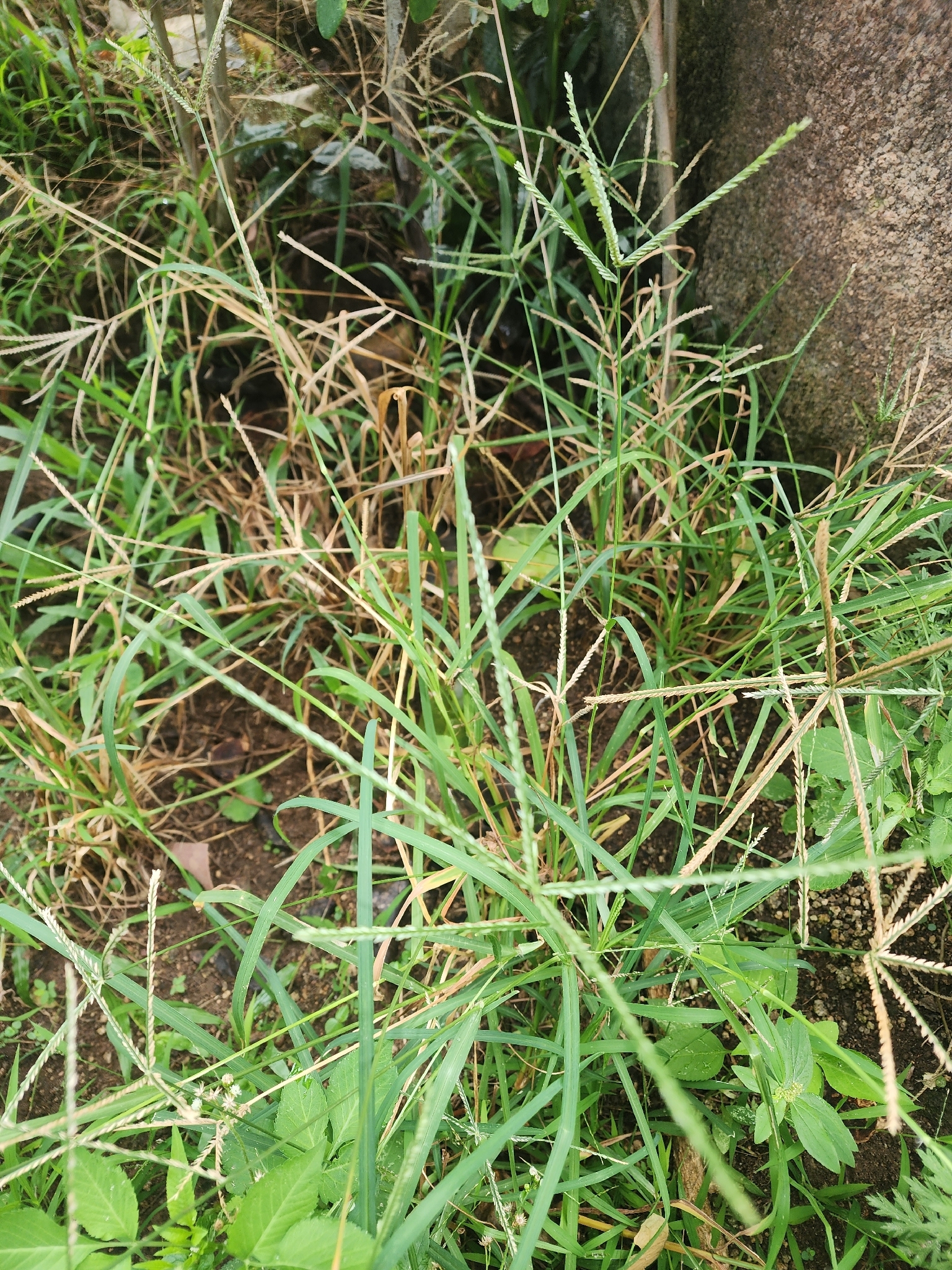 Eleusine indica — ảnh 3