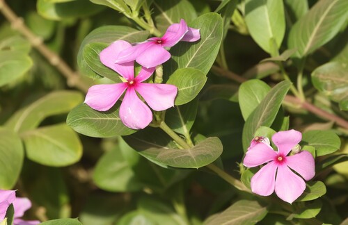 Madagascar Periwinkle