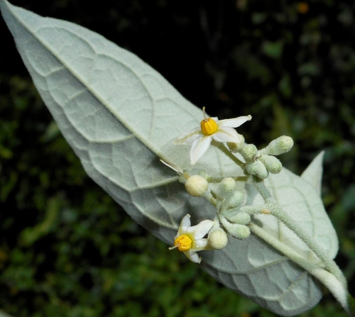 Solanum schlechtendalianum