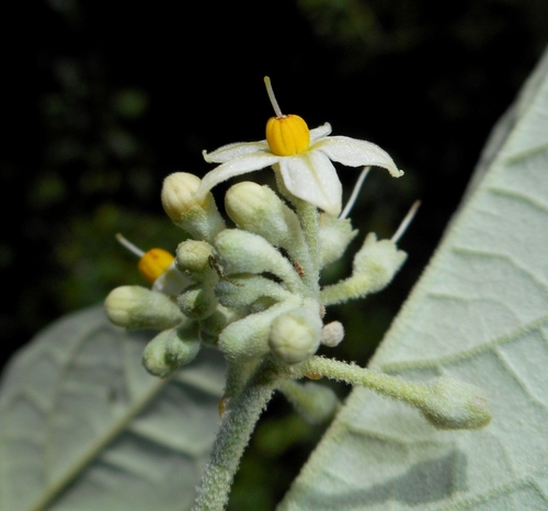 Solanum schlechtendalianum, photograph 1