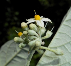 Solanum schlechtendalianum, photograph (c) J. L. Gómez-Hechavarría, some rights reserved (CC BY)