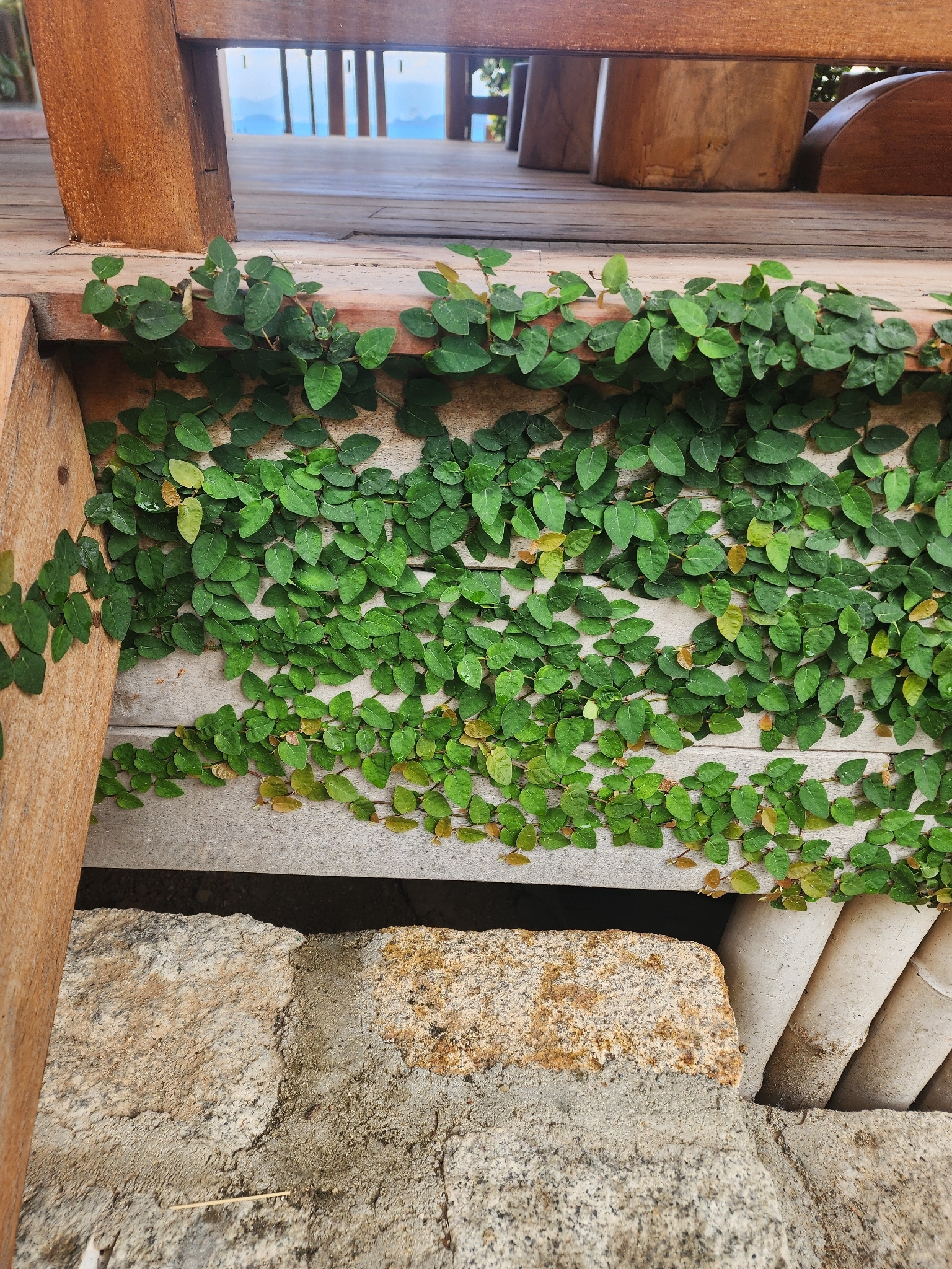 Ficus pumila (Ficus pumila)