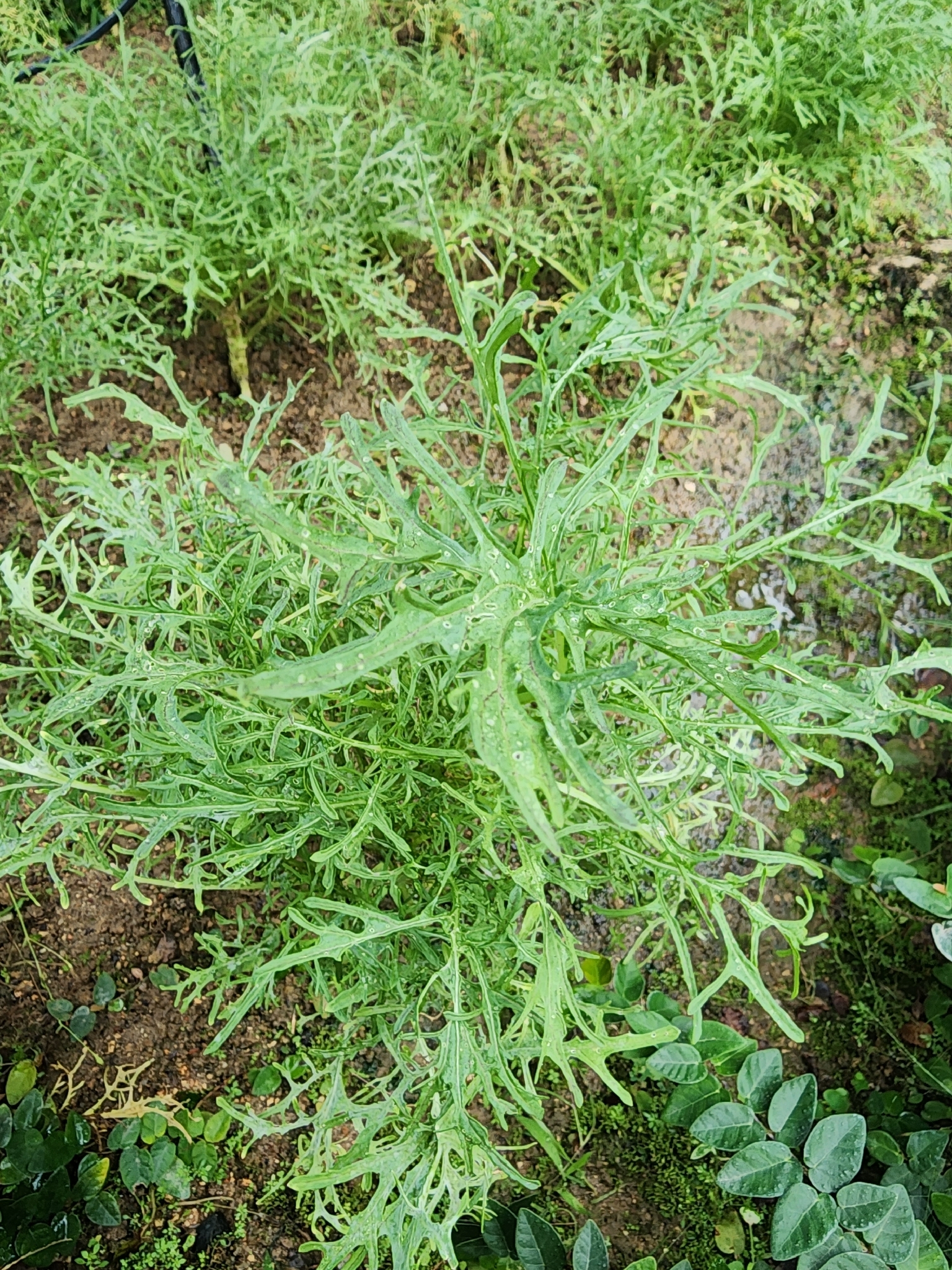 Crambe tataria (Crambe tataria)