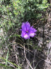 Thysanotus virgatus