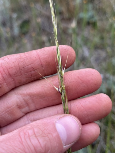 Eriocoma lemmonii, 2026-05-05