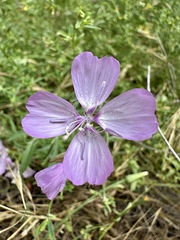 Clarkia dudleyana