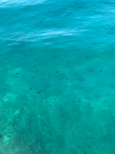 Chromis chromis