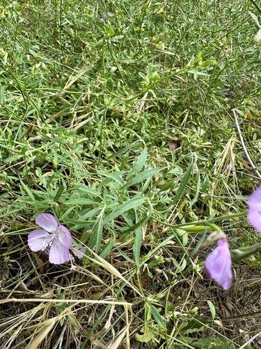 Clarkia dudleyana, photograph 2