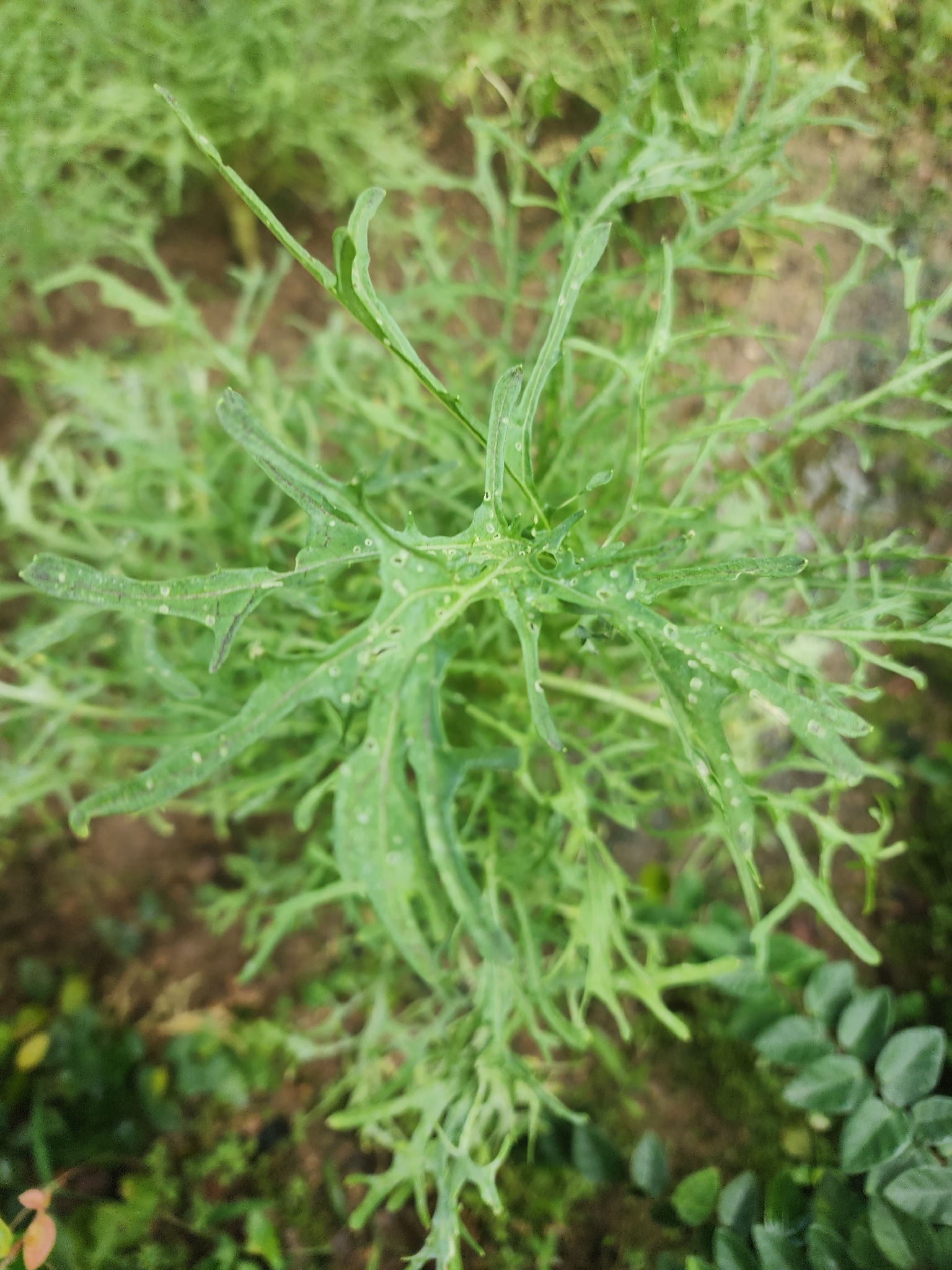 Crambe tataria — ảnh 2