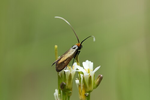 Cauchas albiantennella
