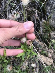 Baccharis plummerae plummerae