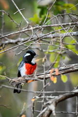 Granatellus venustus