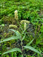 Persicaria lapathifolia lanata