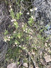 Baccharis plummerae plummerae