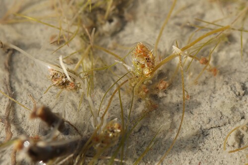 Tolypella glomerata observed 2026-05-01