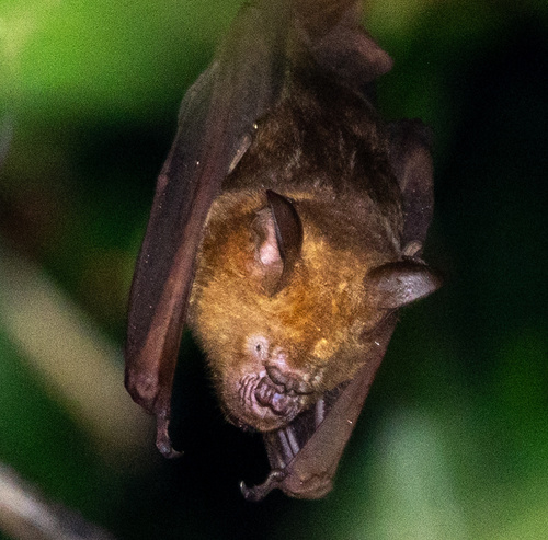 Indian roundleaf bat
