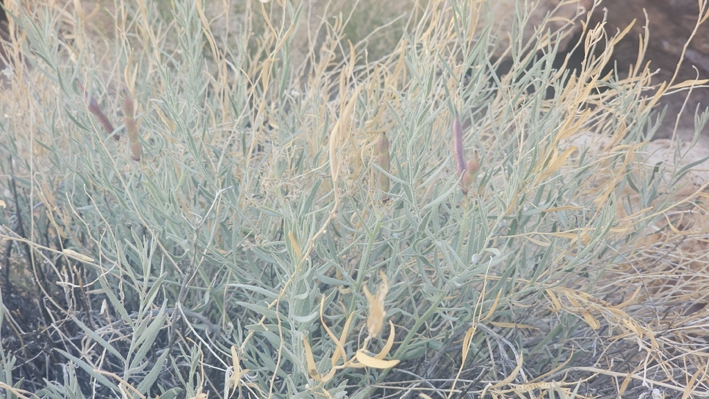 Amsonia tomentosa; photograph (c) Indio Brown, some rights reserved (CC BY)